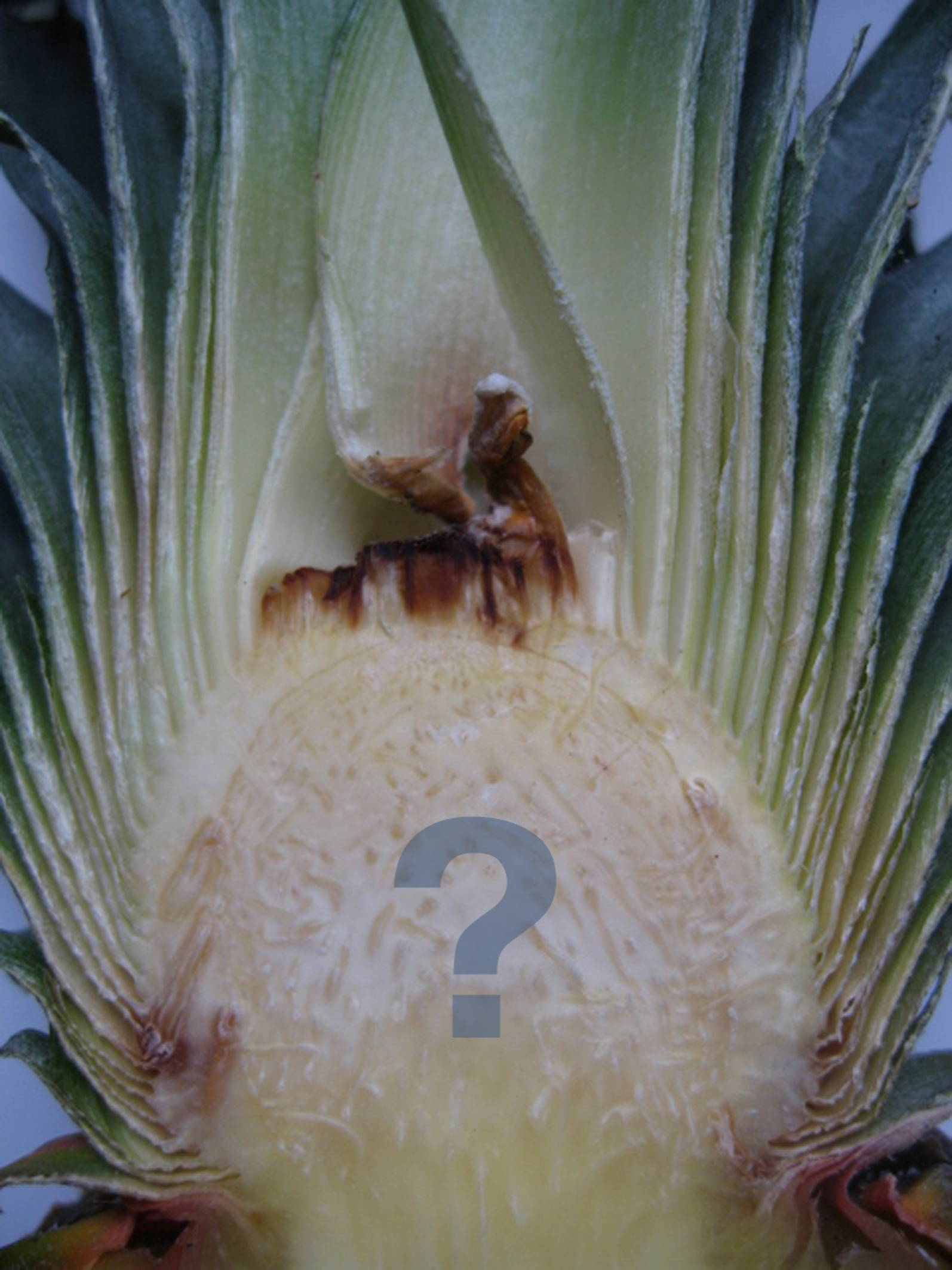 L'ananas : découverte et bonheur 