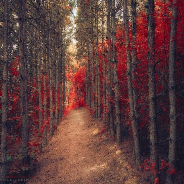 © Ildiko Neer. Tous les droits réservés.