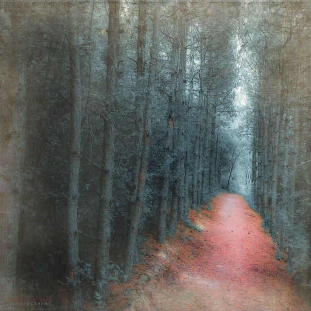 © Ildiko Neer. Tous les droits réservés.