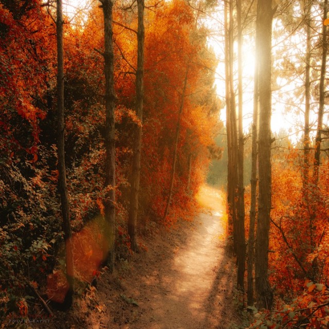 © Ildiko Neer. Tous les droits réservés.