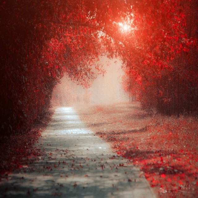 © Ildiko Neer. Tous les droits réservés.