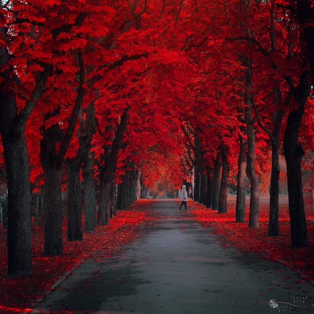 © Ildiko Neer. Tous les droits réservés.