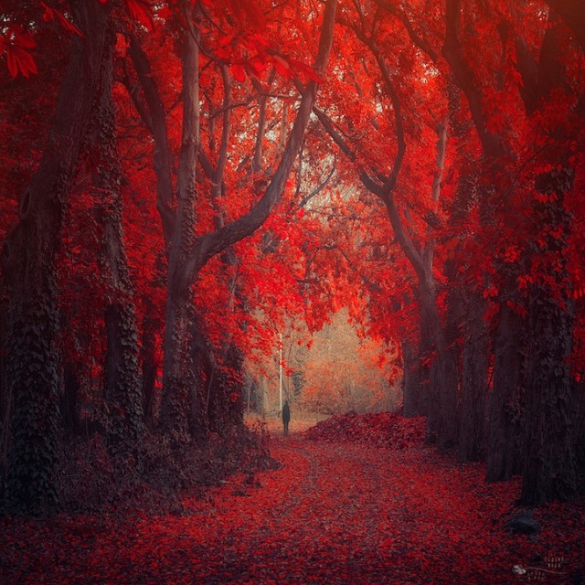 © Ildiko Neer. Tous les droits réservés.