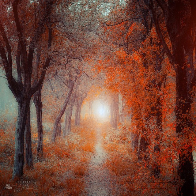 © Ildiko Neer. Tous les droits réservés.