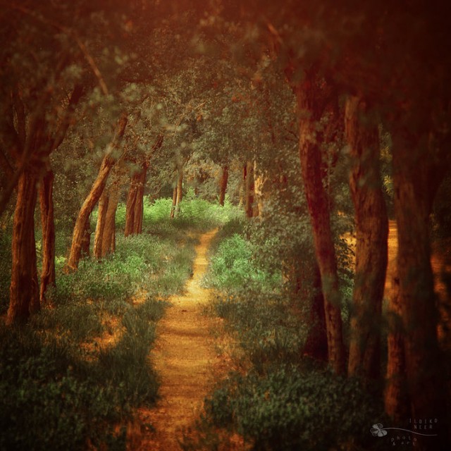 © Ildiko Neer. Tous les droits réservés.