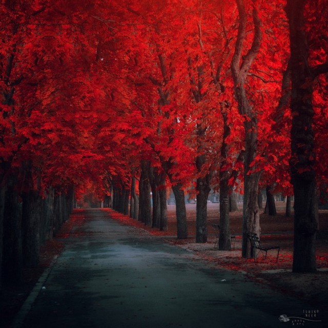 © Ildiko Neer. Tous les droits réservés.