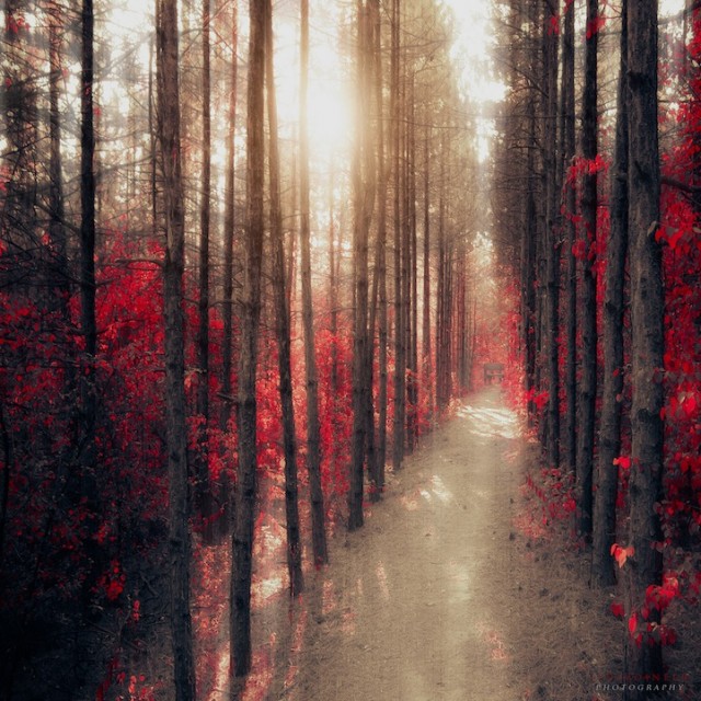 © Ildiko Neer. Tous les droits réservés.