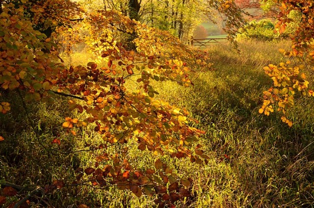Surrey, England 