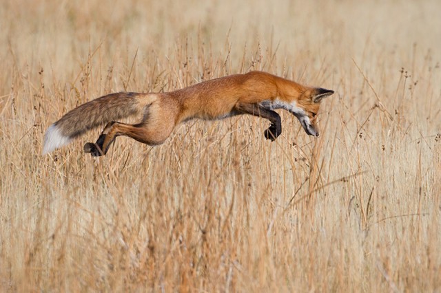 pounce-640x426