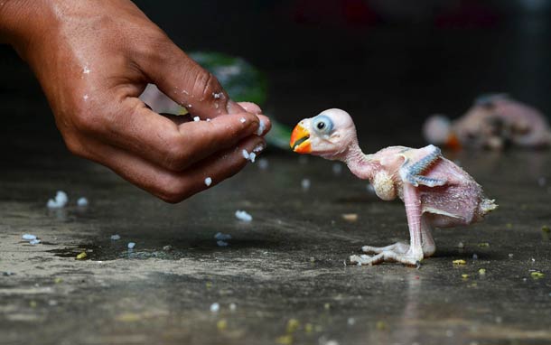 STRDEL / AFP / Getty Images 