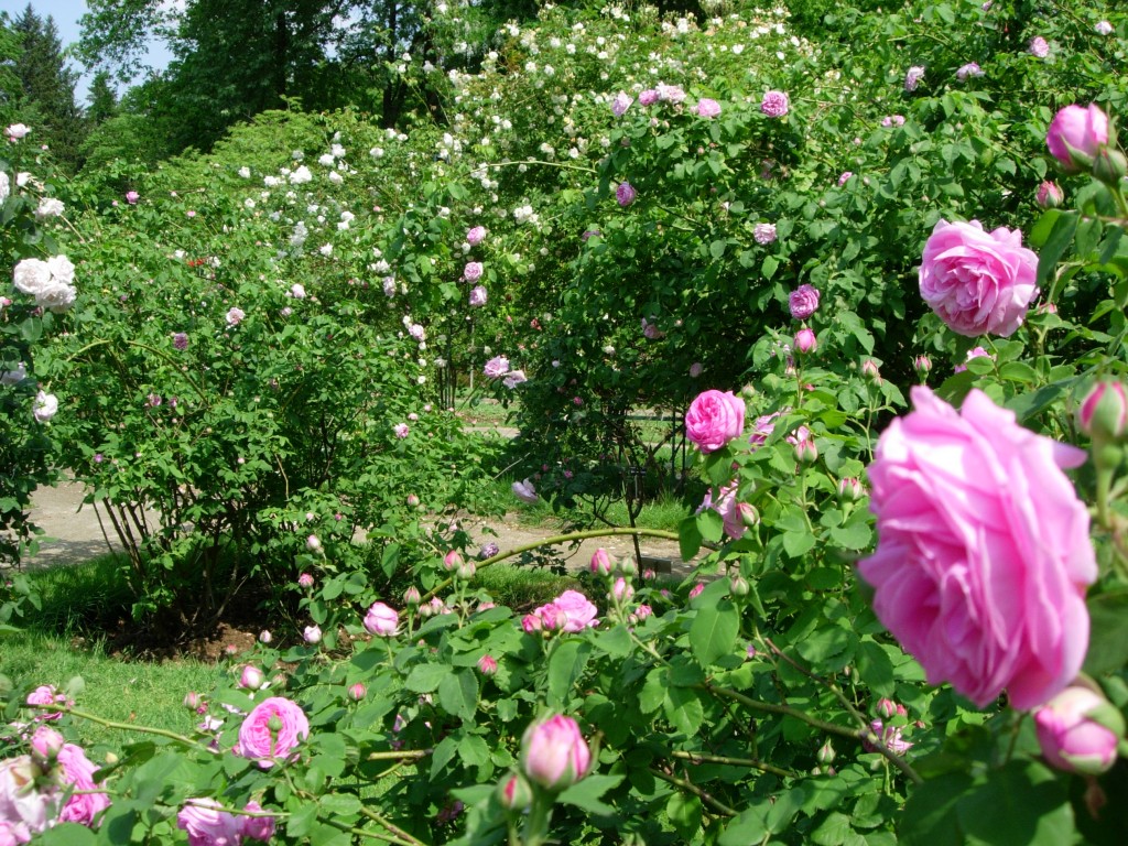 Roseraie du jardin botanique