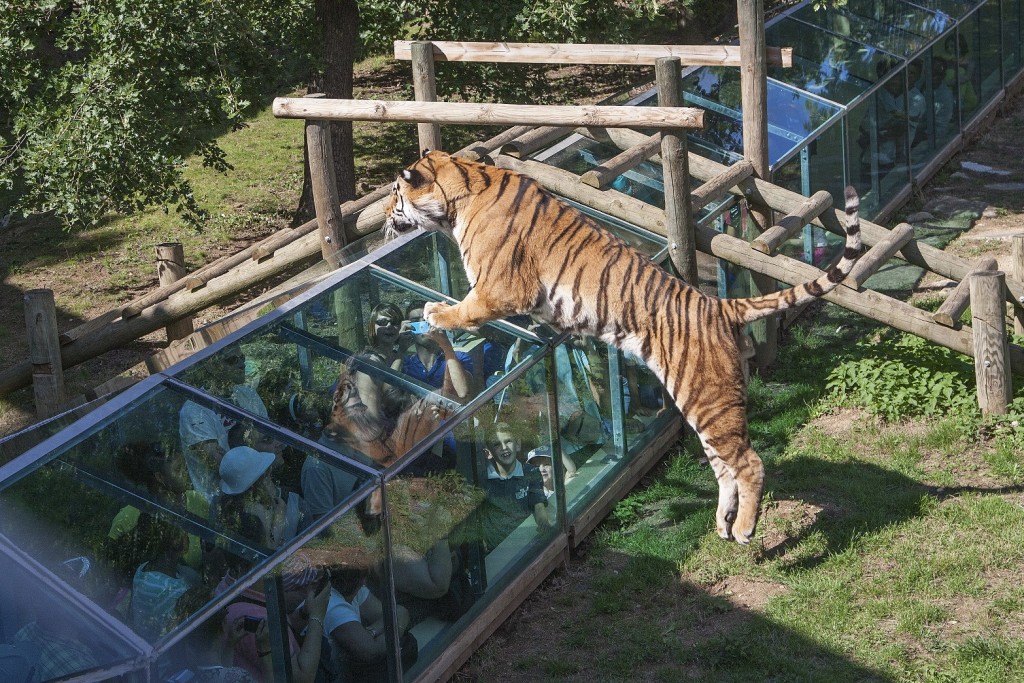 COPIE Tigre de Sib+®rie - JUILLET 2014 - Cr+®dit photo Arthus Boutin (1)