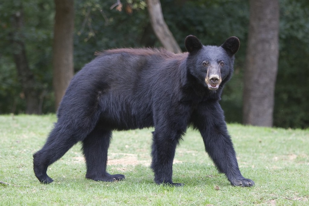 Ours baribal - Crédit photo Arthus Boutin (1)