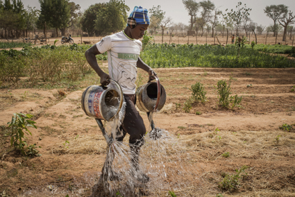 Agrocologie au Burkina Faso. Alors que leurs terres sont menaces par la dsertification, de plus en plus de paysans du Sahel appliquent les techniques simples, accessibles et spectaculairement efficaces de lÕagriculture naturelle.
