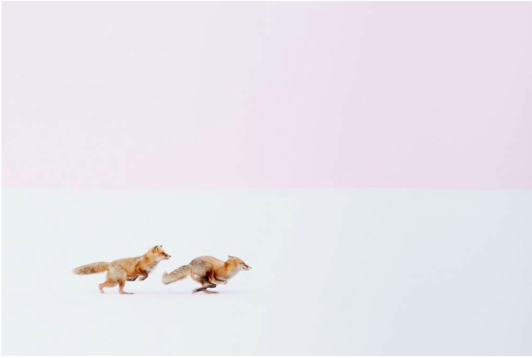 Première place, catégorie “nature” © Hiroki J’étais terriblement déçu de rentrer d’une journée de promenade sans aucune photo intéressante, jusqu’à ce que j’aperçoive ces deux renards roux au bord d’une route de Biei, un petit village japonais. Ils se courraient après à toute allure, une scène fréquente quand arrive la saison des amours, à la fin de l’hiver.