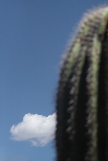 © Ralph Gibson, Vertical Horizon, Cactus Cloud
